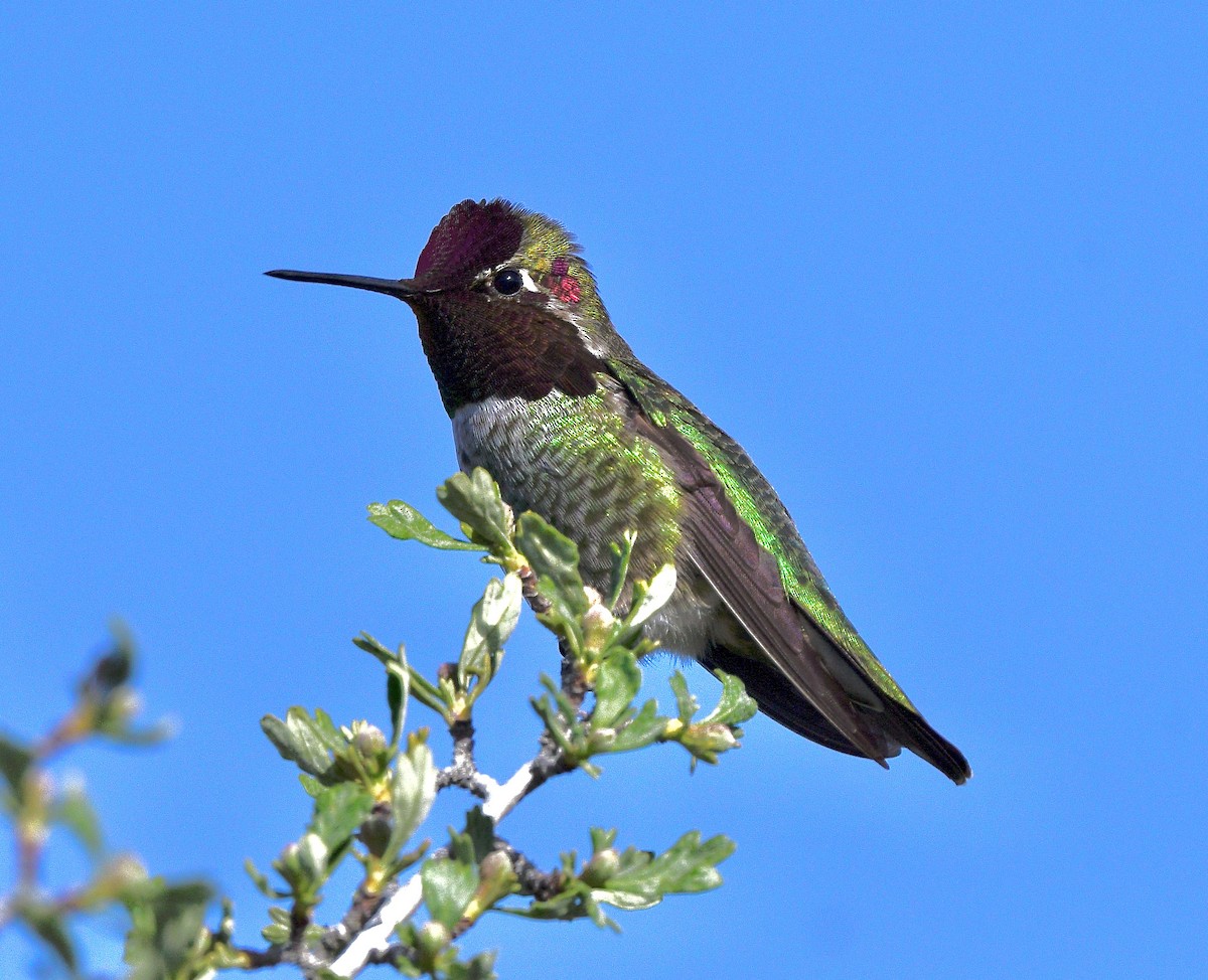 rødmaskekolibri - ML617290192