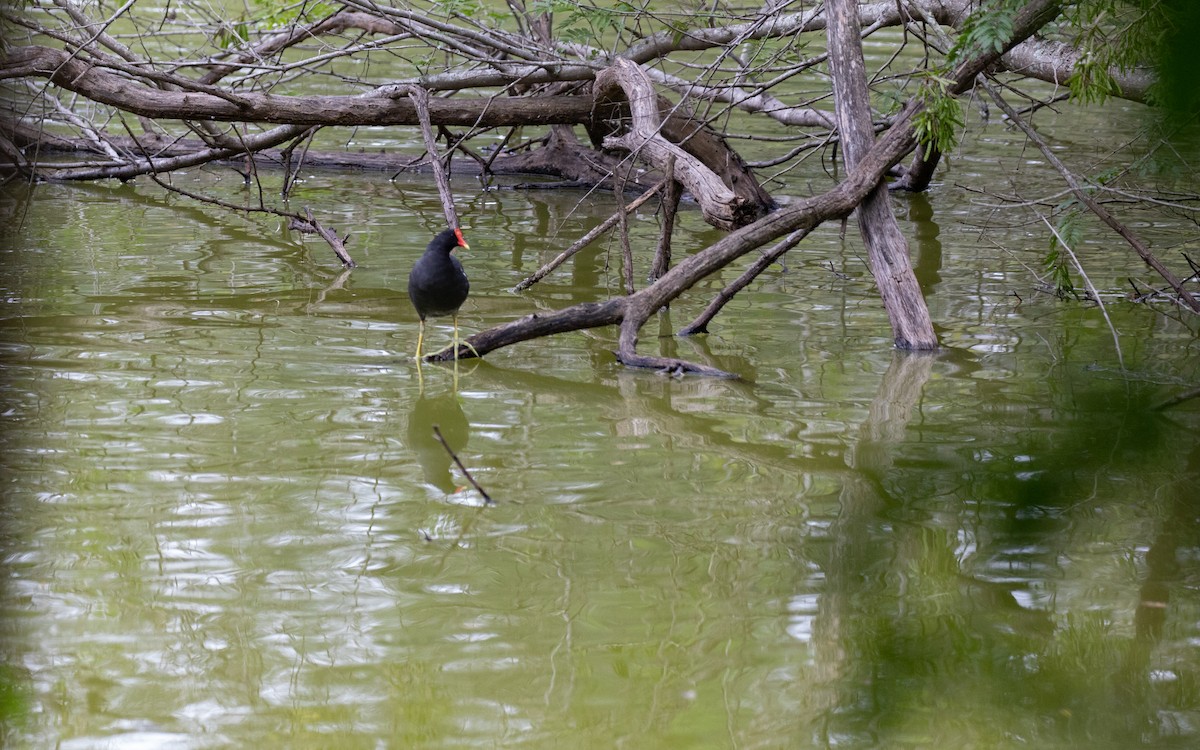 Common Gallinule - ML617290195