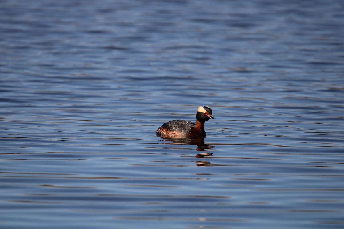 Horned Grebe - ML617290202