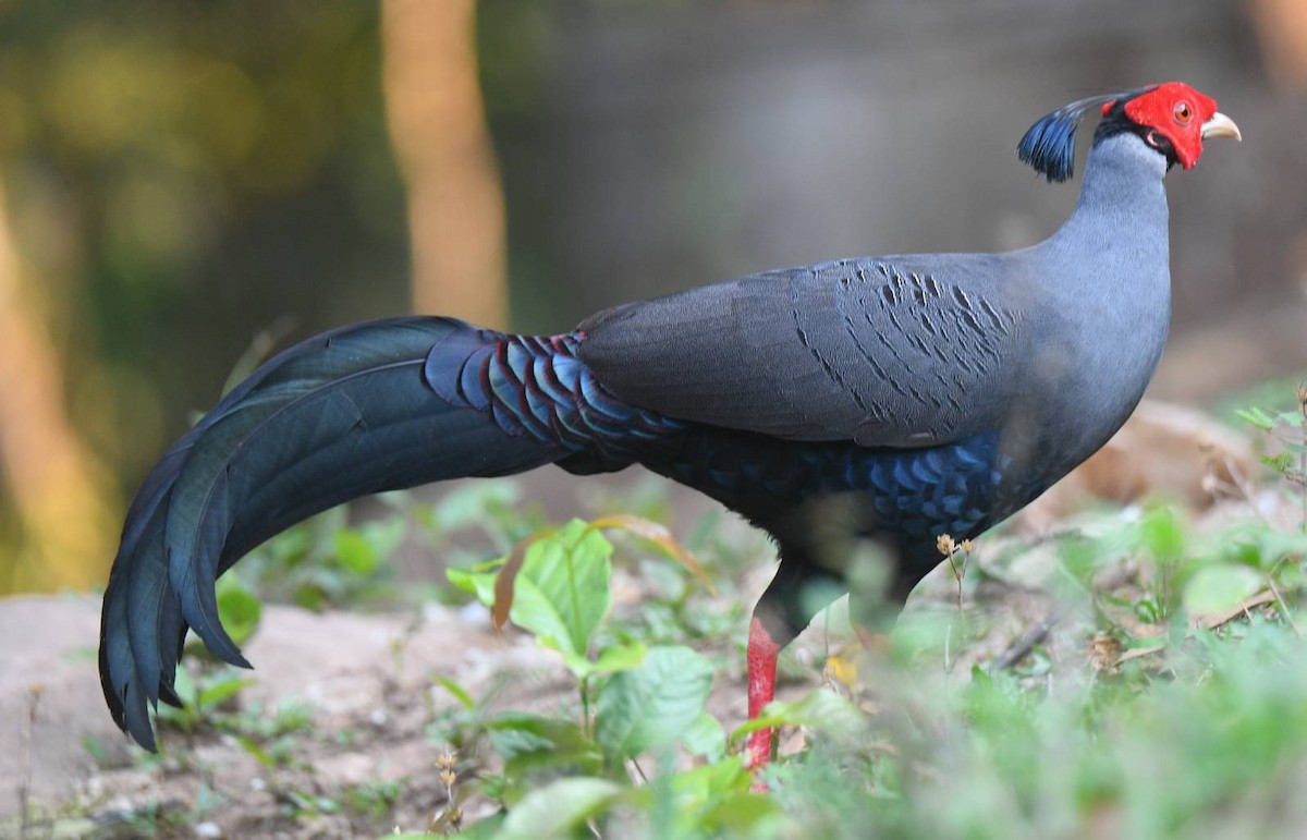 Siamese Fireback - ML617290203