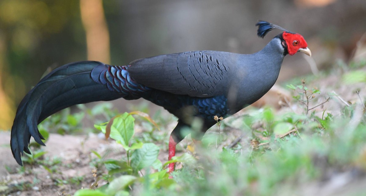 Siamese Fireback - ML617290204