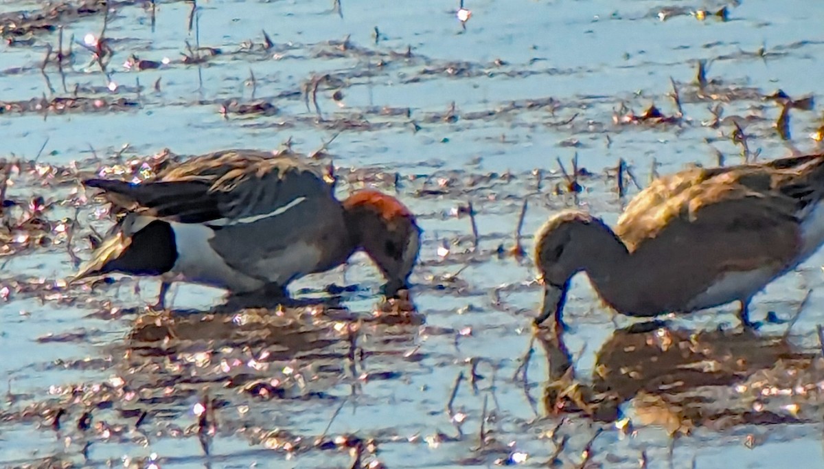 Eurasian Wigeon - ML617290207