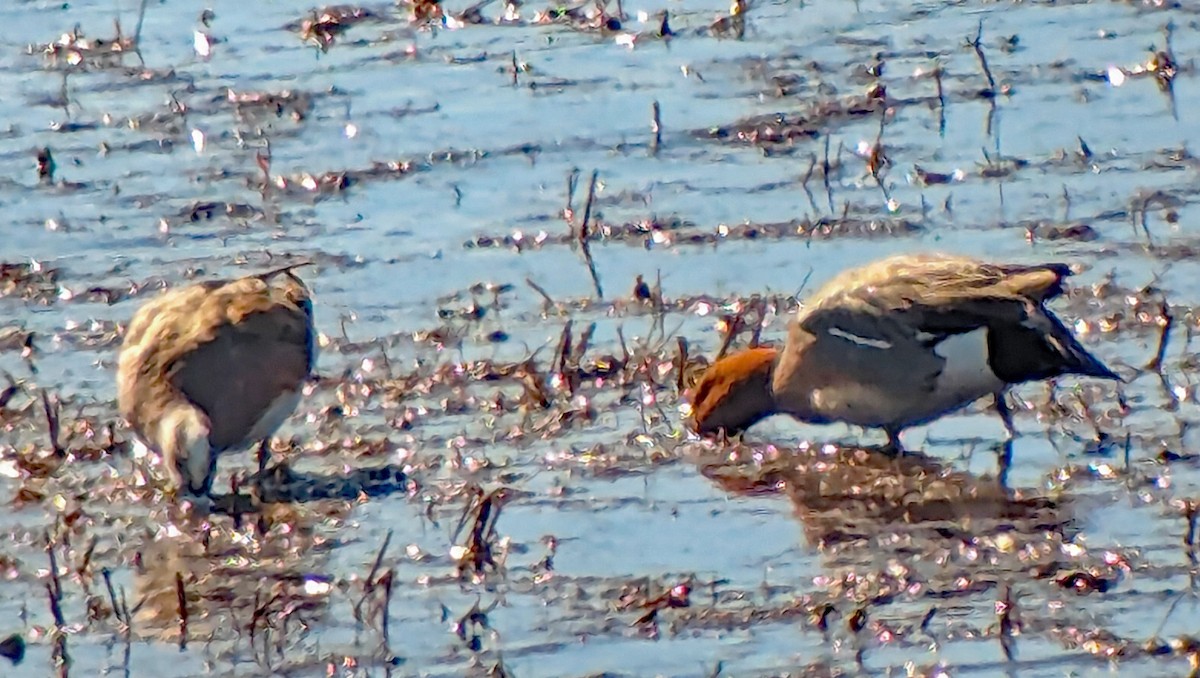 Eurasian Wigeon - ML617290208