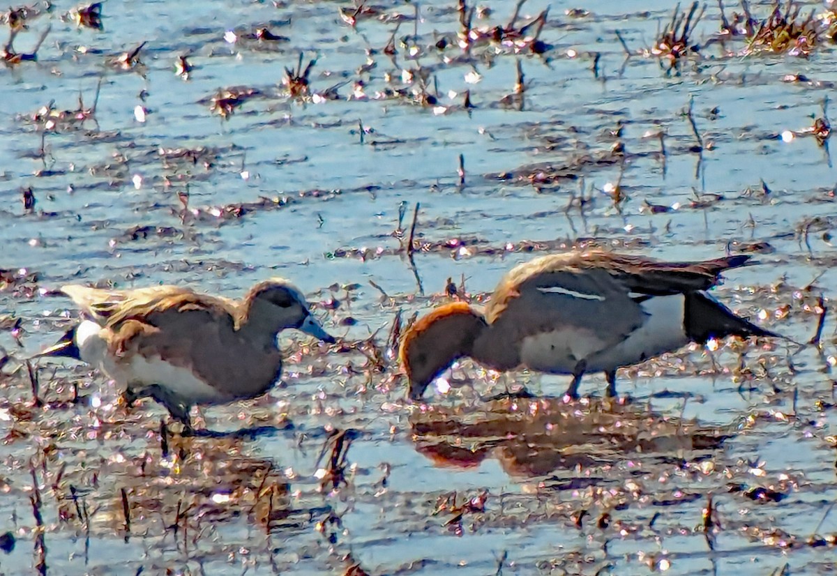 Eurasian Wigeon - ML617290209