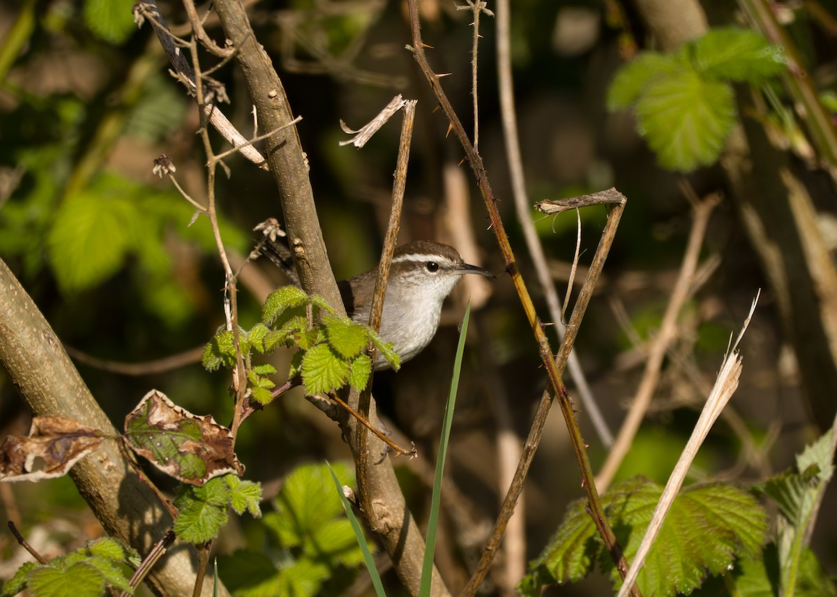 Bewick's Wren - ML617290223