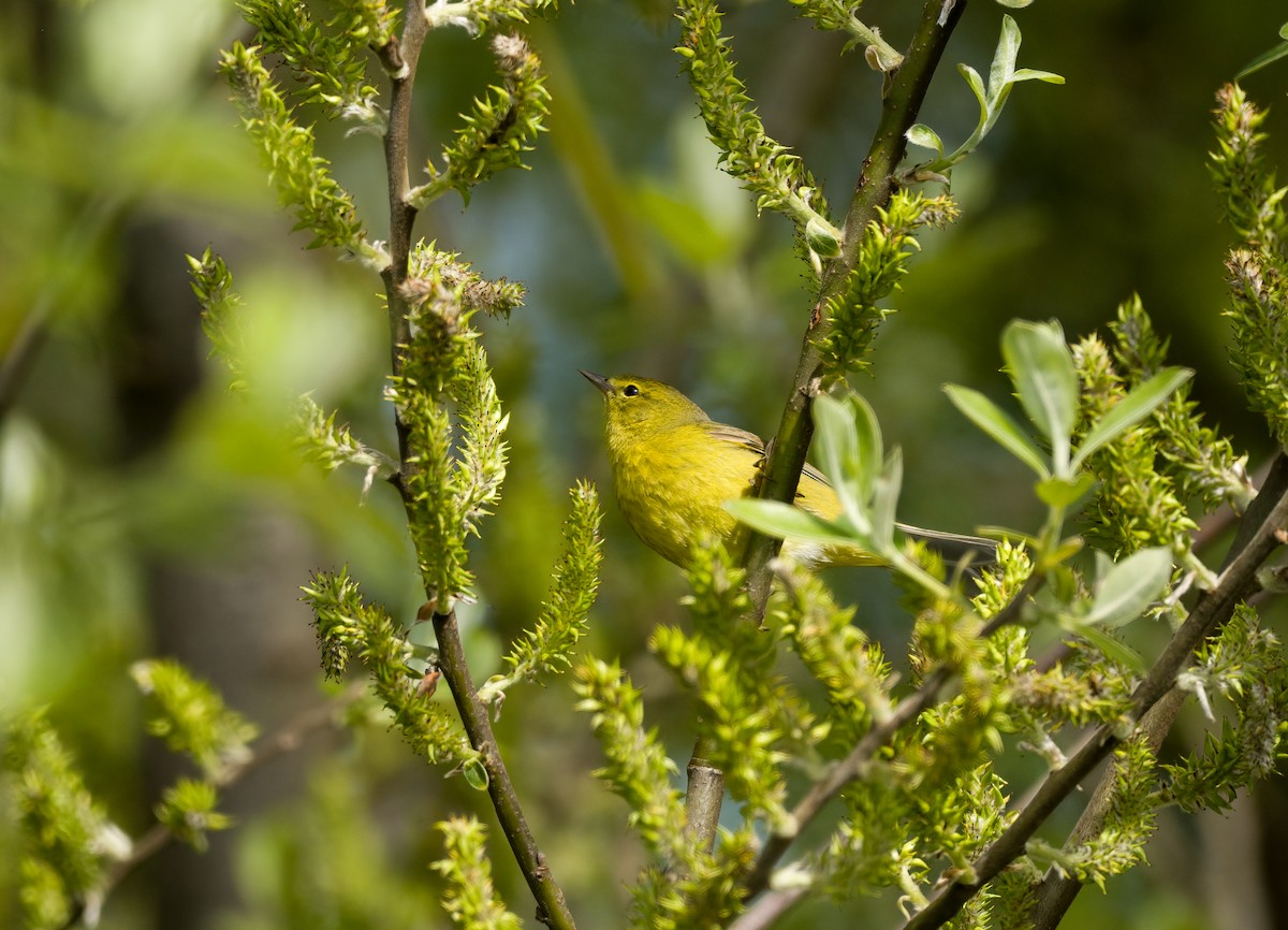 Orange-crowned Warbler - ML617290233