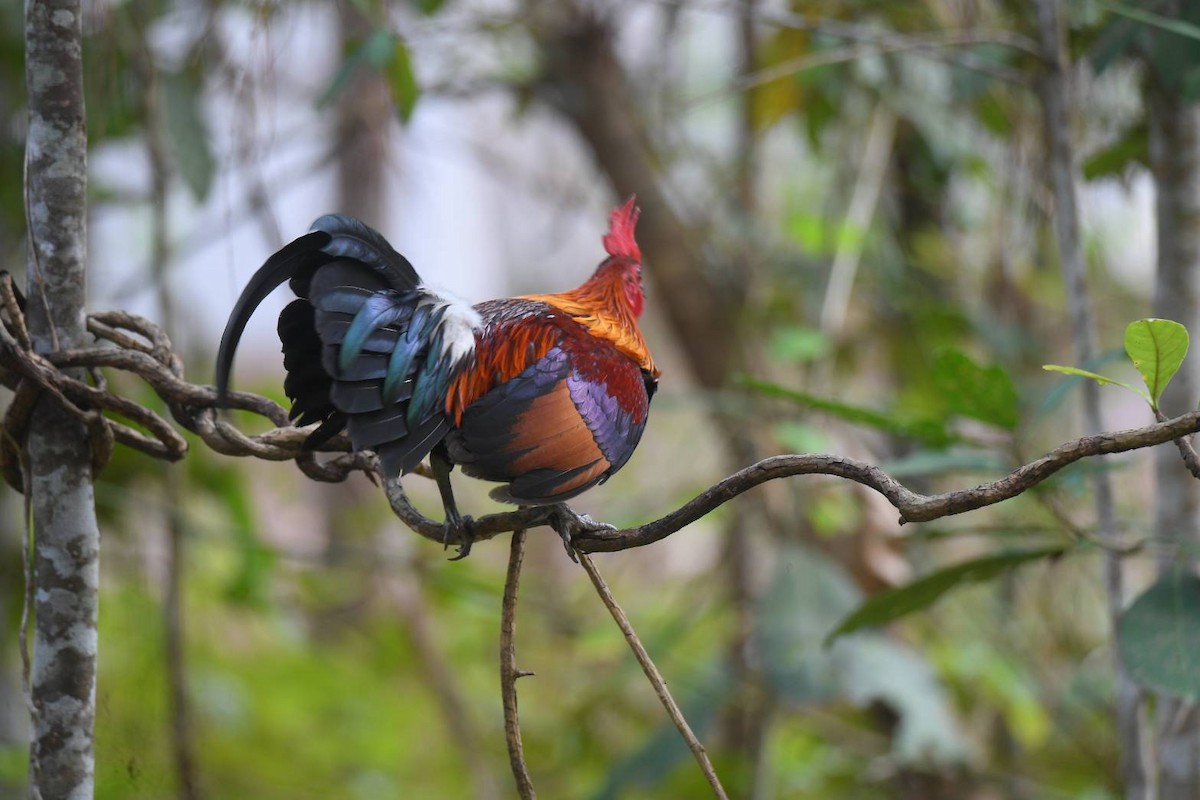 Red Junglefowl (Domestic type) - Sajee Kongsuwan