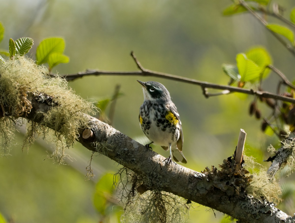 Yellow-rumped Warbler - ML617290244