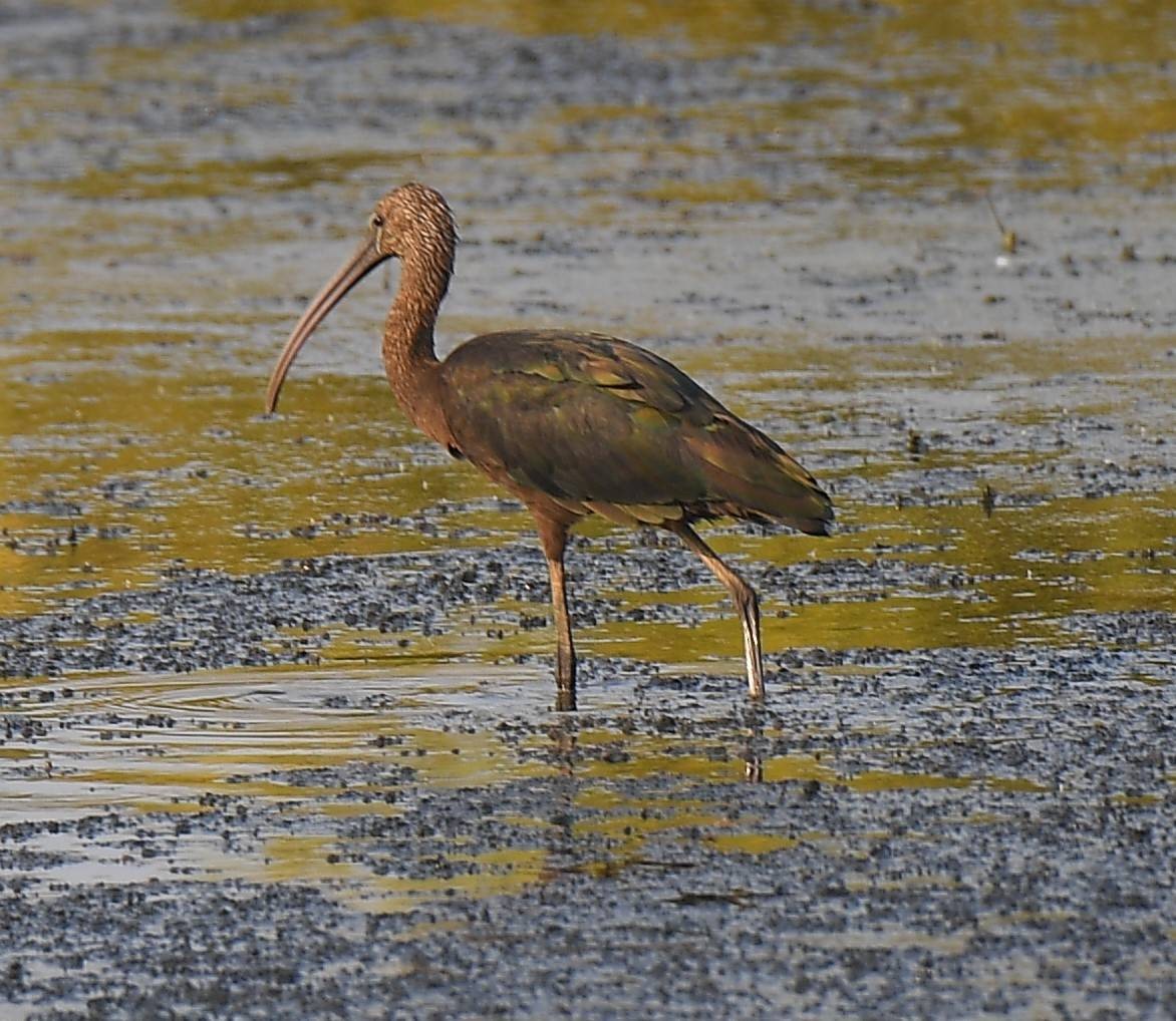 Glossy Ibis - Sajee Kongsuwan