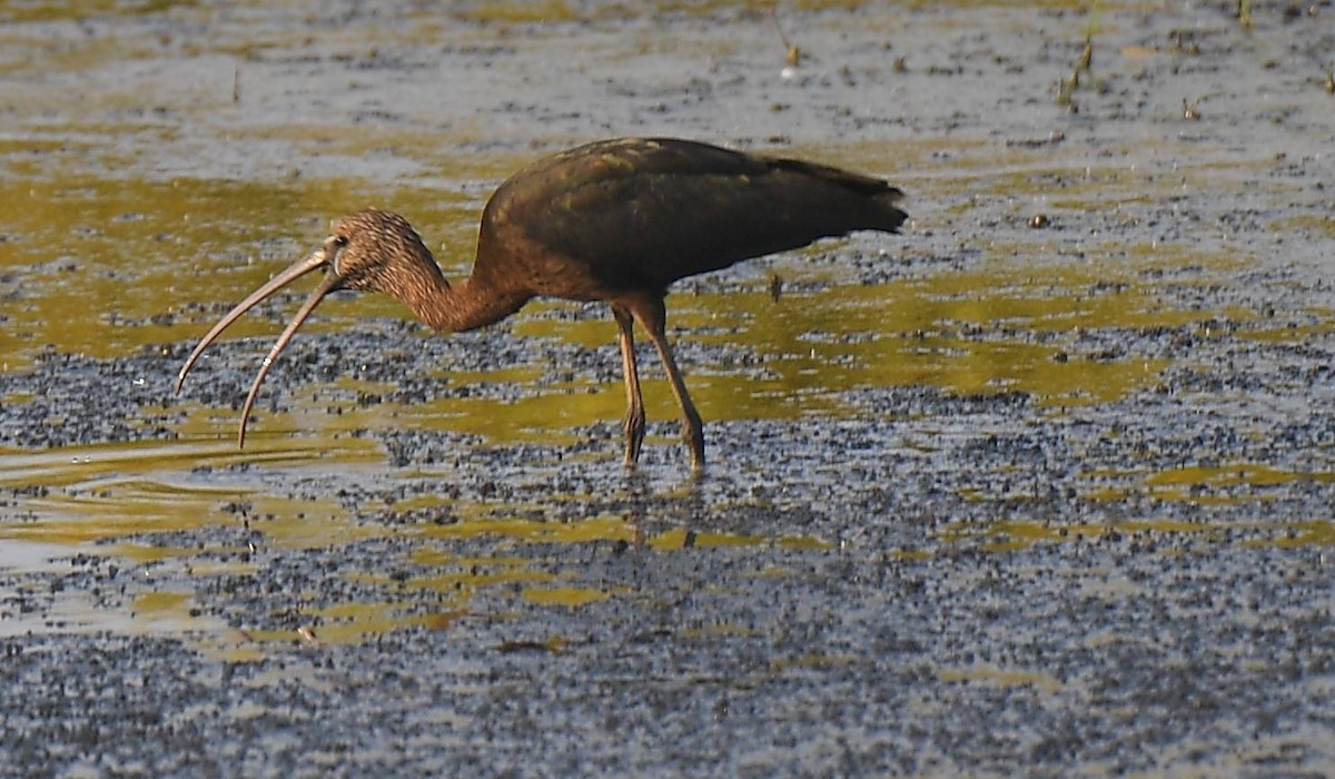 Glossy Ibis - ML617290247