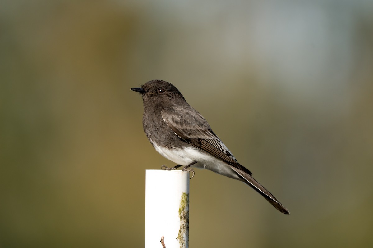 Black Phoebe - ML617290263