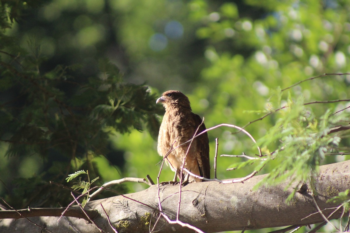 Chimango Caracara - ML617290267