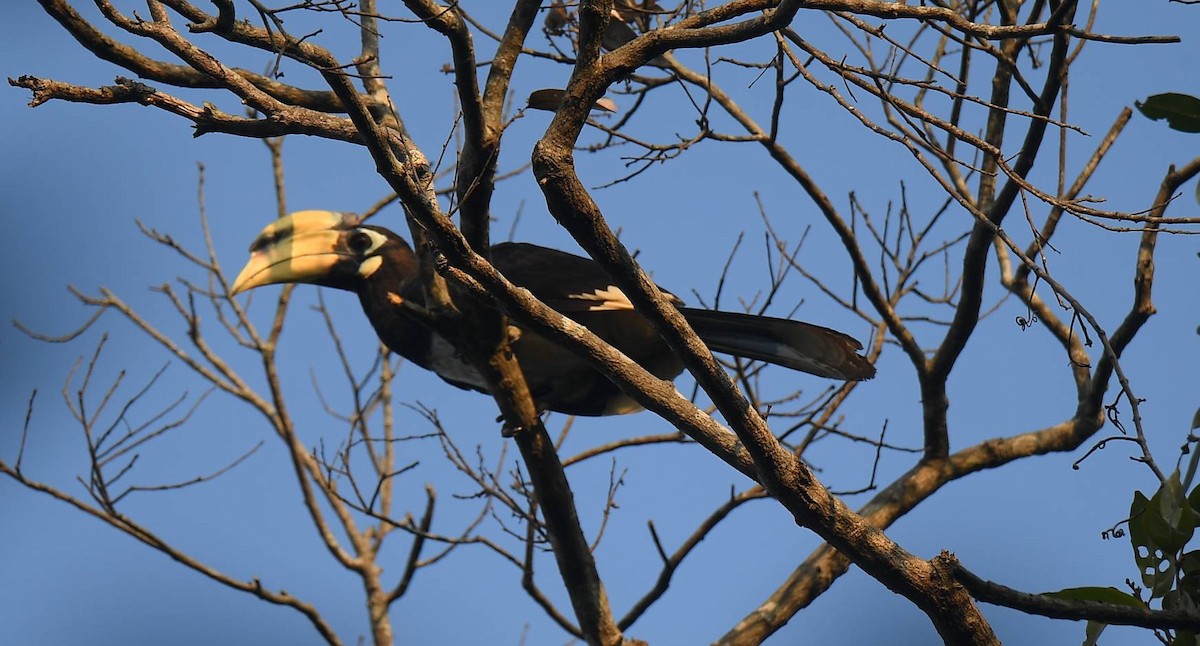 Oriental Pied-Hornbill - Sajee Kongsuwan