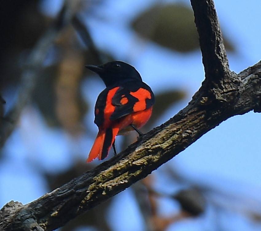 Scarlet Minivet - ML617290290