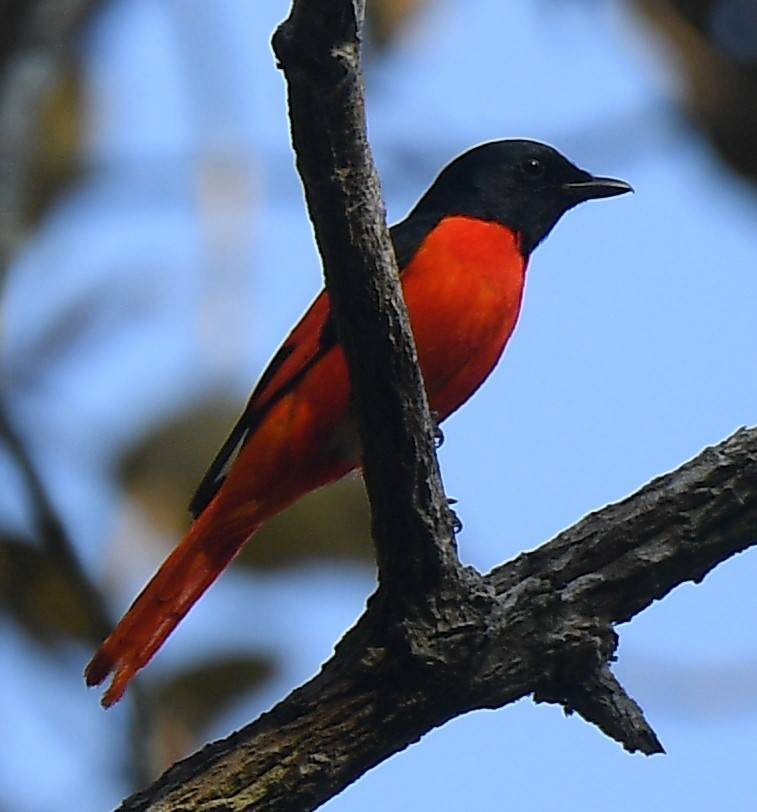 Scarlet Minivet - ML617290292