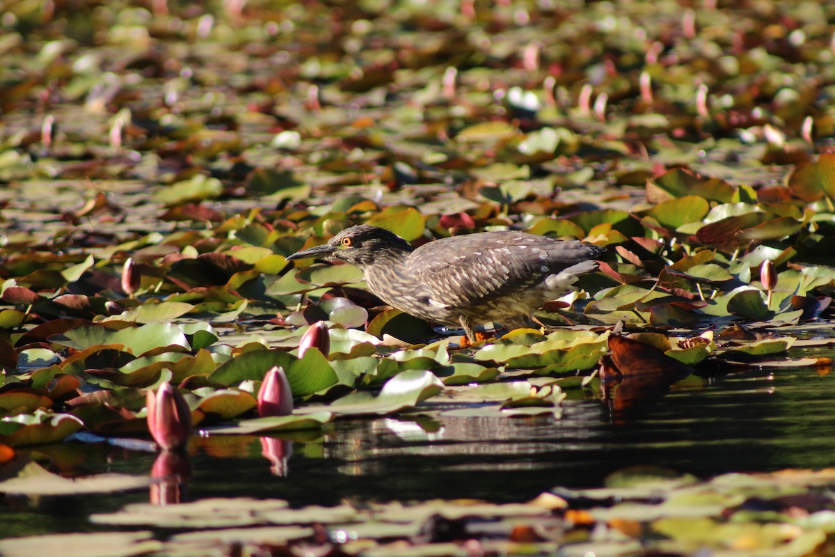 Black-crowned Night Heron - ML617290294