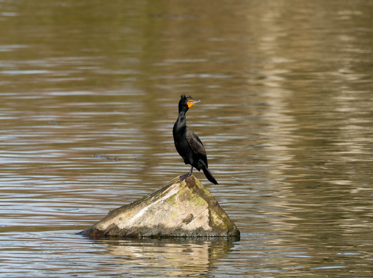 Double-crested Cormorant - ML617290295