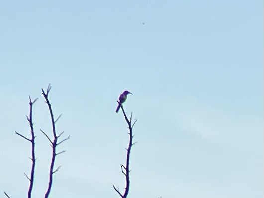 California Thrasher - ML617290308