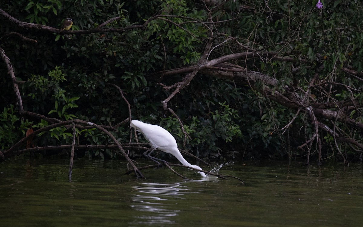 Great Egret - PATRICK BEN SOUSSAN