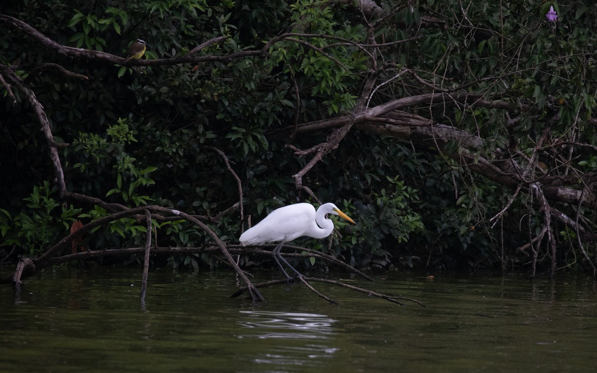 Great Egret - ML617290314