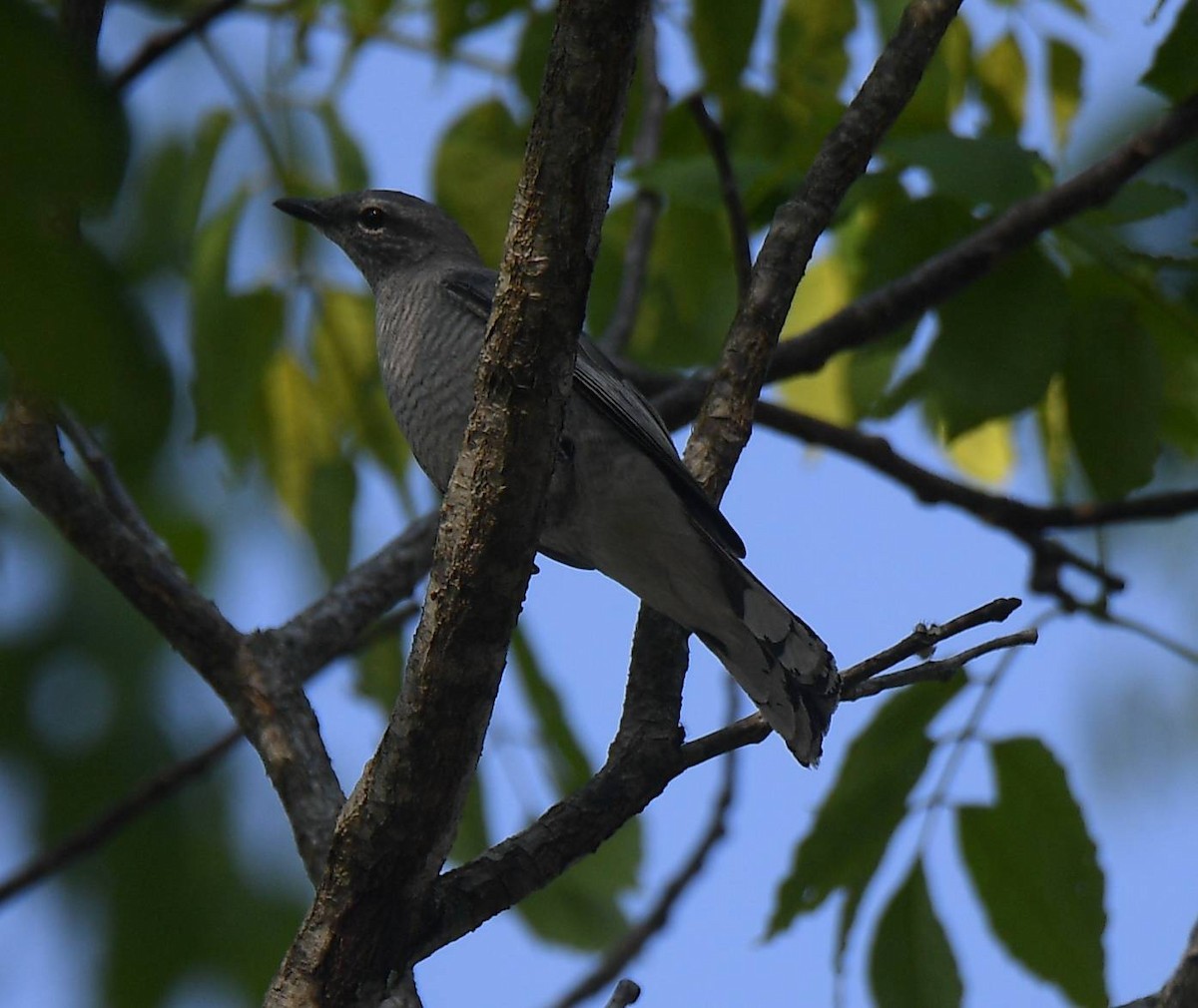 Black-winged Cuckooshrike - ML617290325