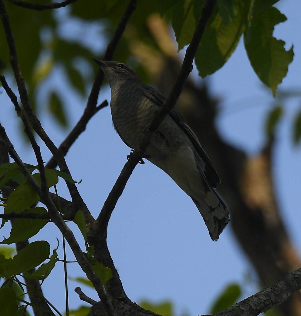 Black-winged Cuckooshrike - ML617290326