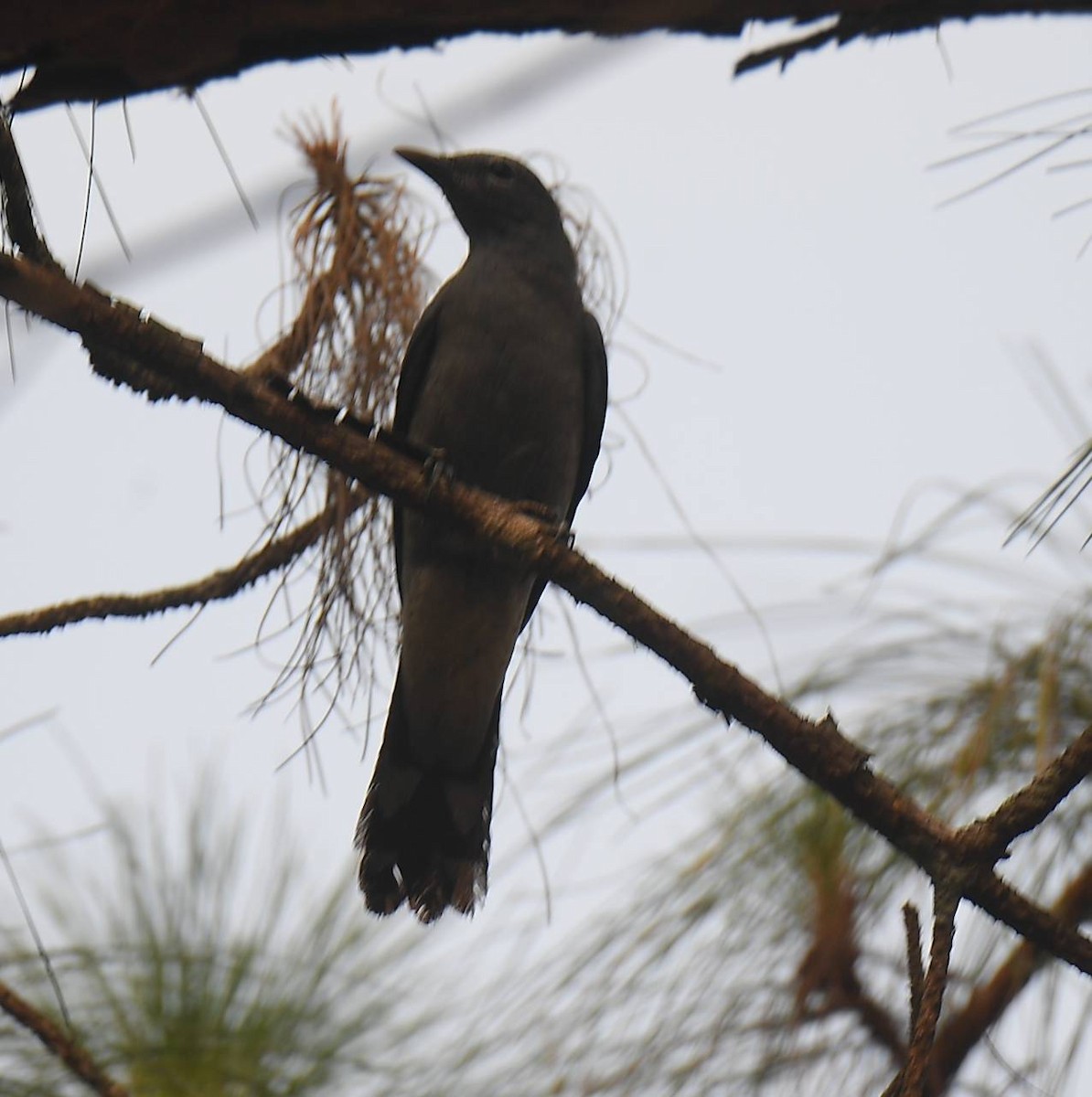 Black-winged Cuckooshrike - ML617290327