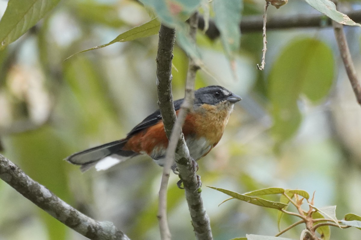 Buff-throated Warbling Finch - ML617290331