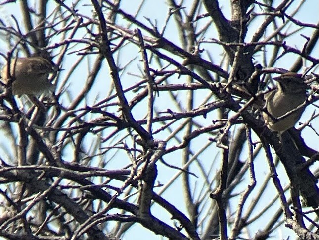 Rufous-crowned Sparrow - ML617290340