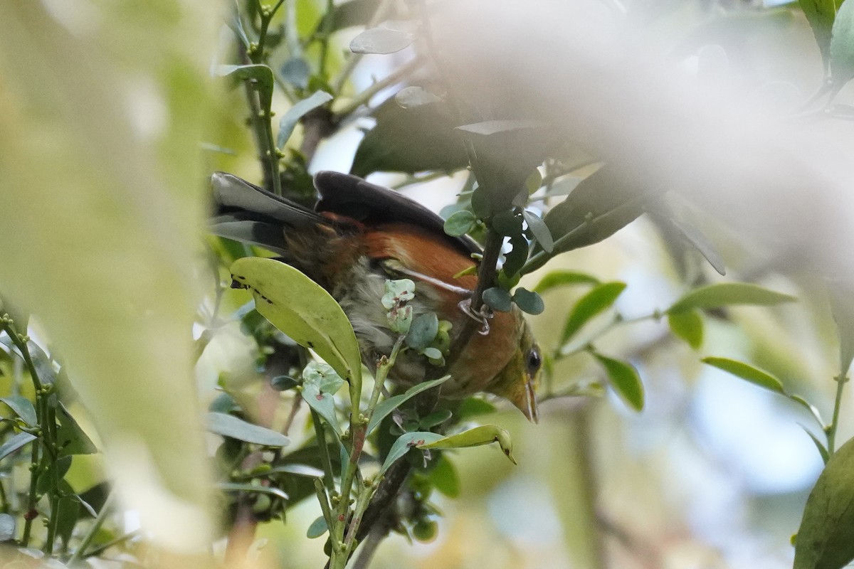 Buff-throated Warbling Finch - ML617290341