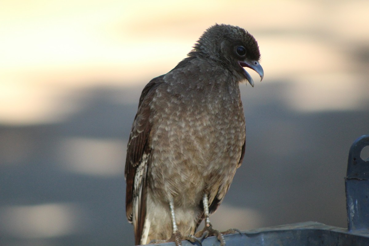 Caracara chimango - ML617290342