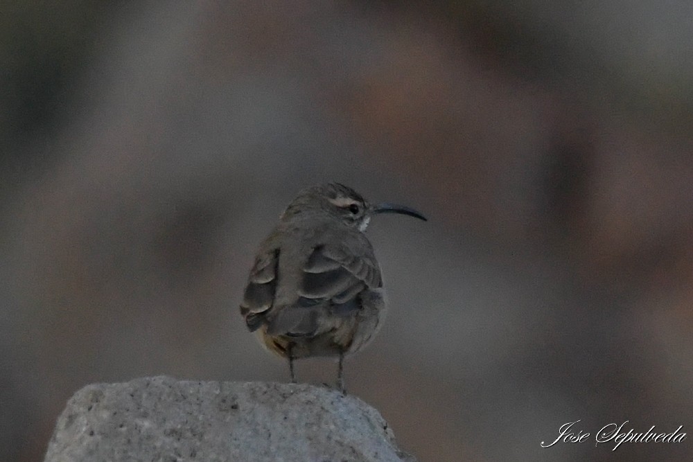 Scale-throated Earthcreeper - José Sepúlveda