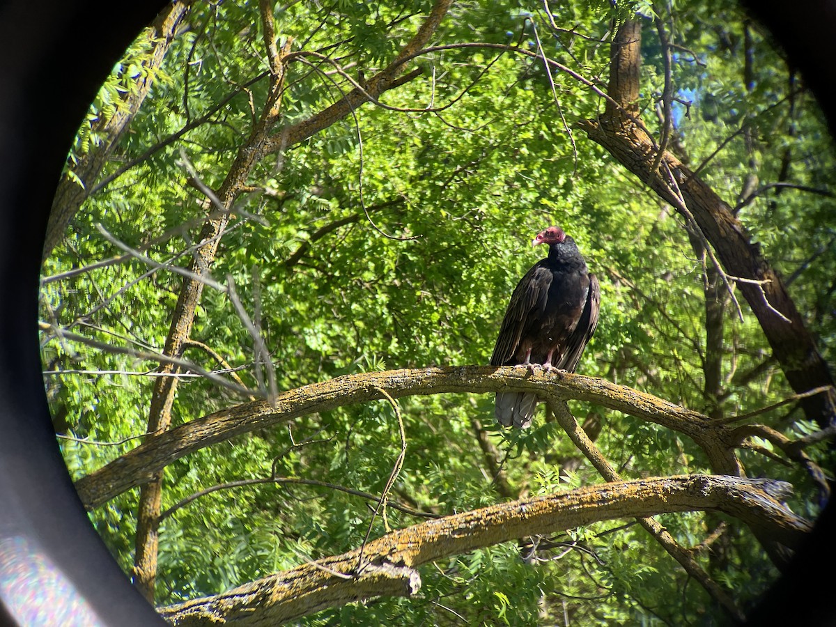 Turkey Vulture - ML617290365