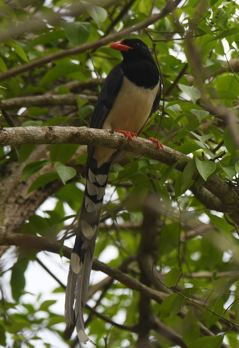 Red-billed Blue-Magpie - Sajee Kongsuwan