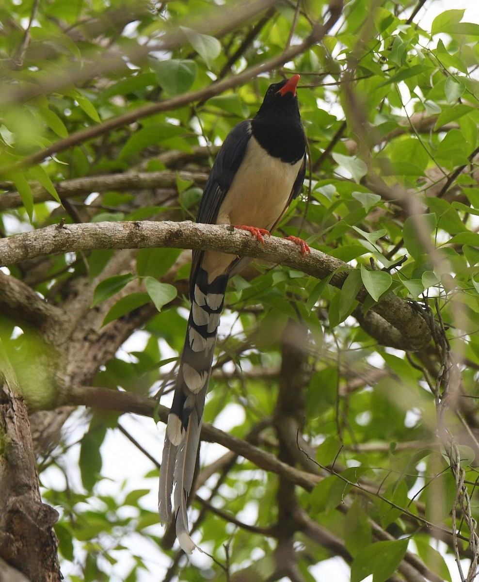 Red-billed Blue-Magpie - ML617290367