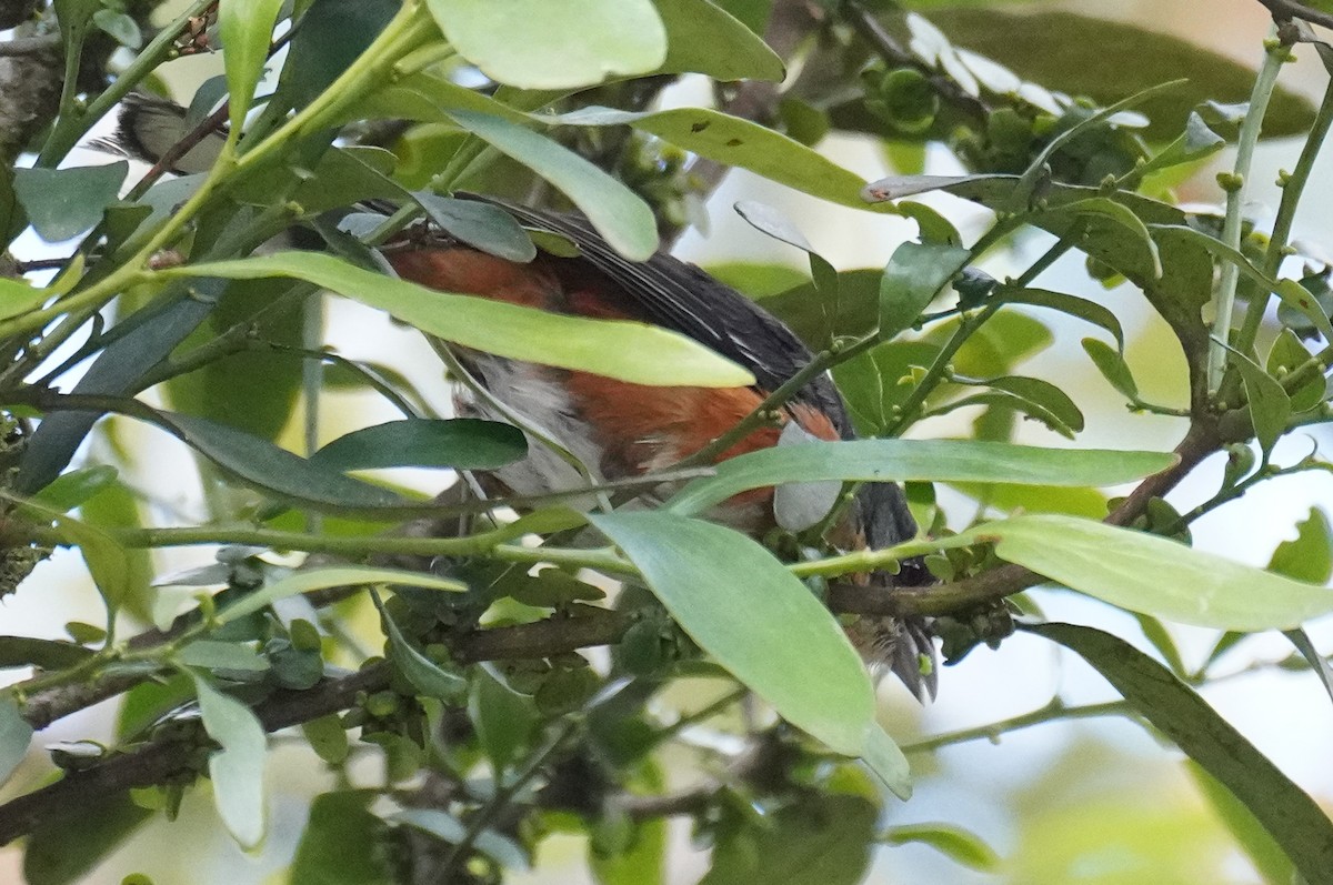 Buff-throated Warbling Finch - ML617290387