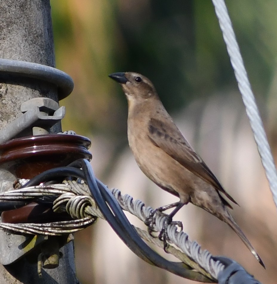 Shiny Cowbird - ML617290390