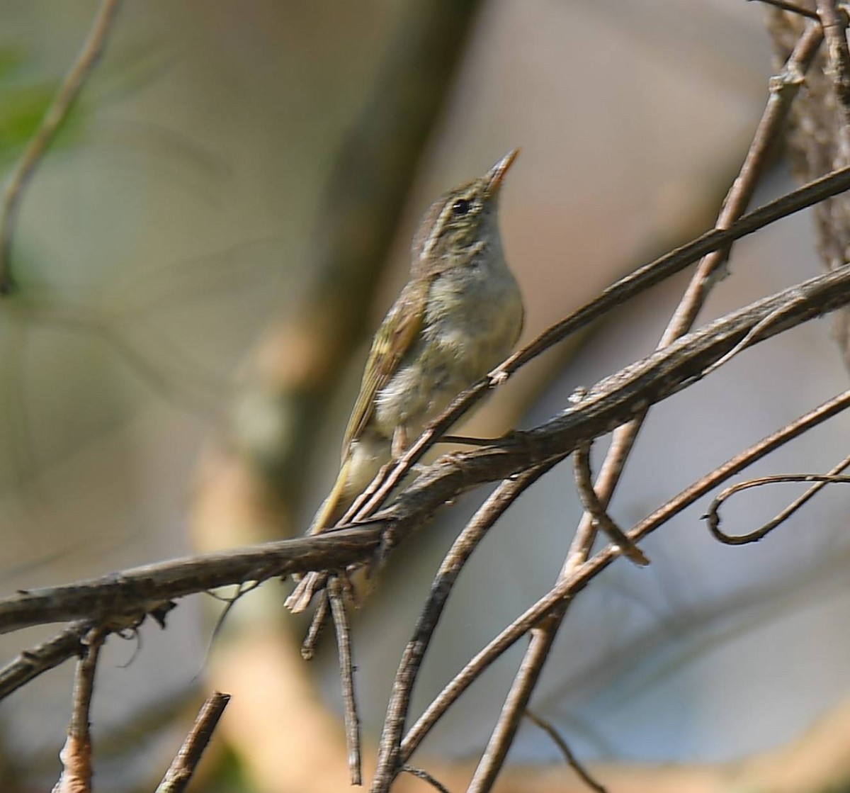 Yellow-browed Warbler - ML617290393