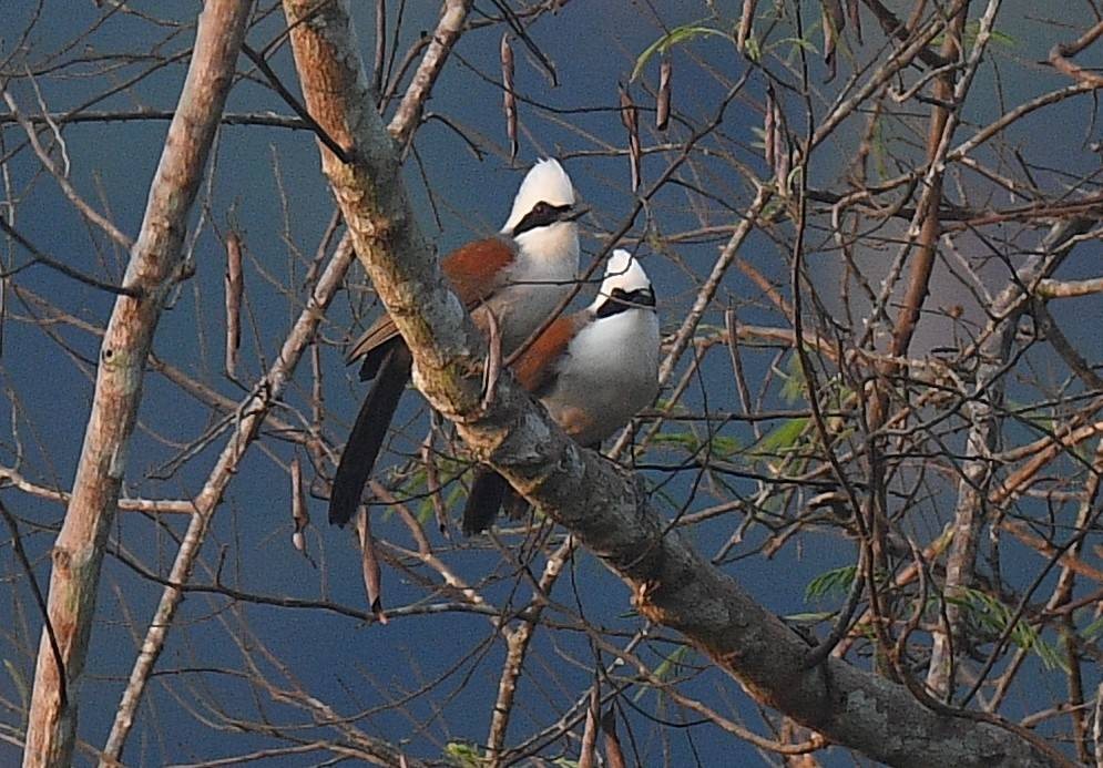 White-crested Laughingthrush - ML617290407