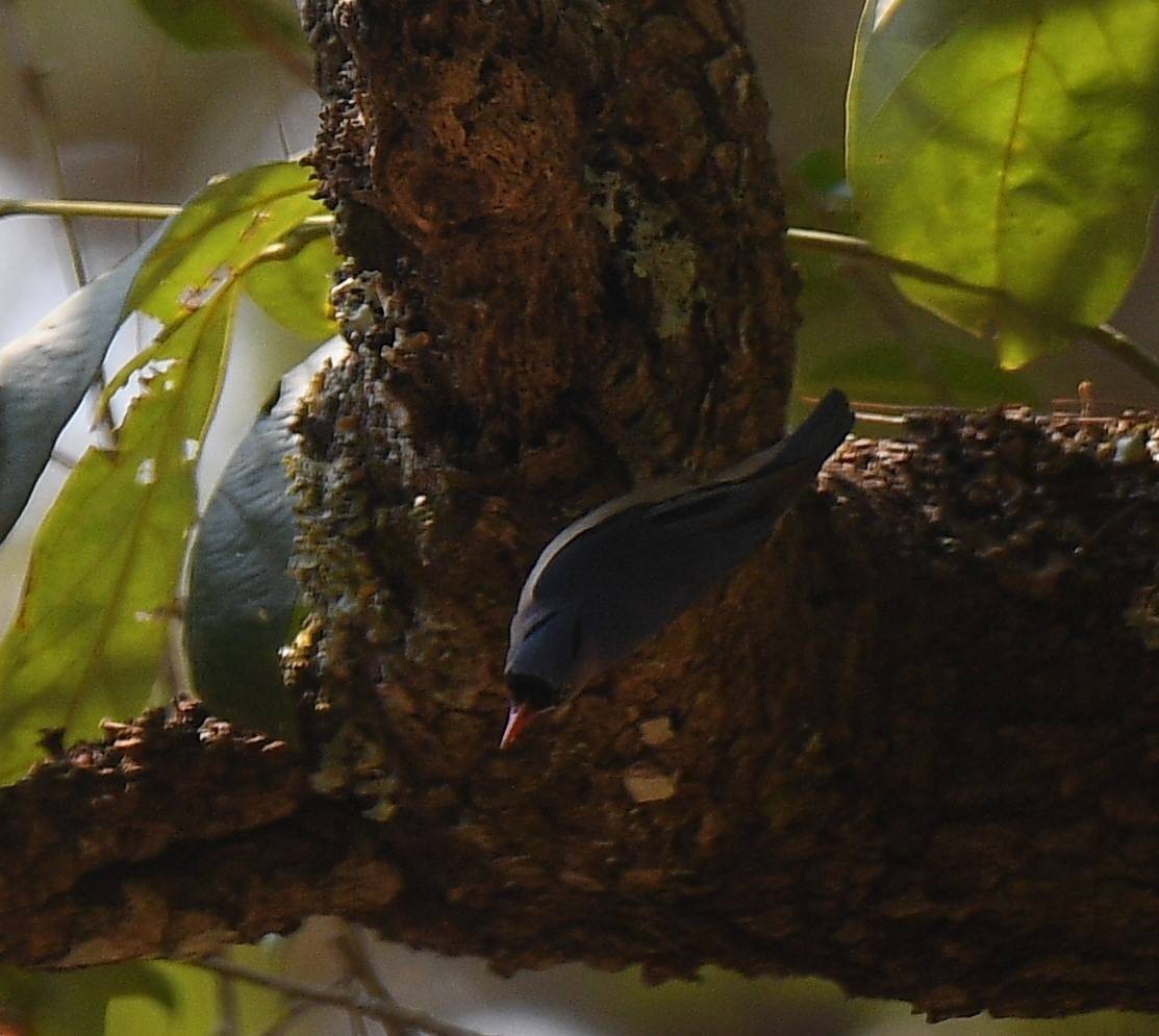 Velvet-fronted Nuthatch - ML617290418