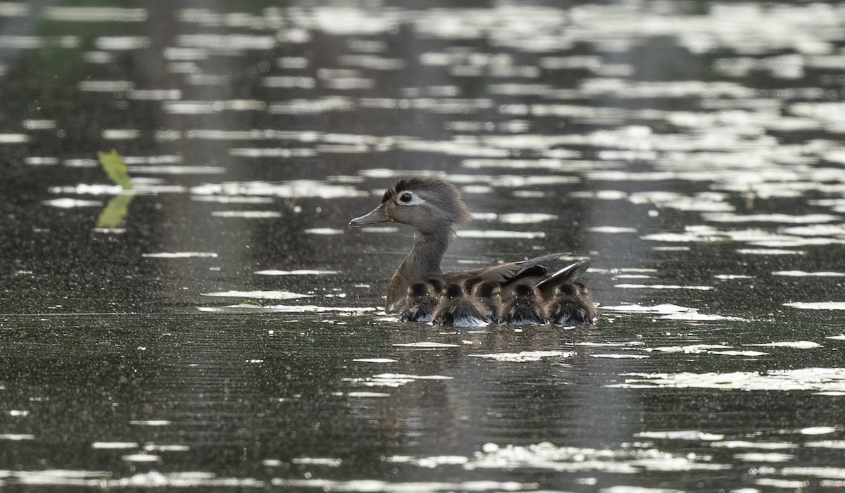 Wood Duck - ML617290455