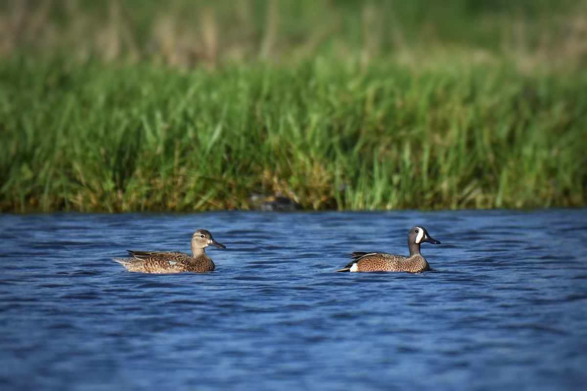 Blue-winged Teal - Samuel Keener