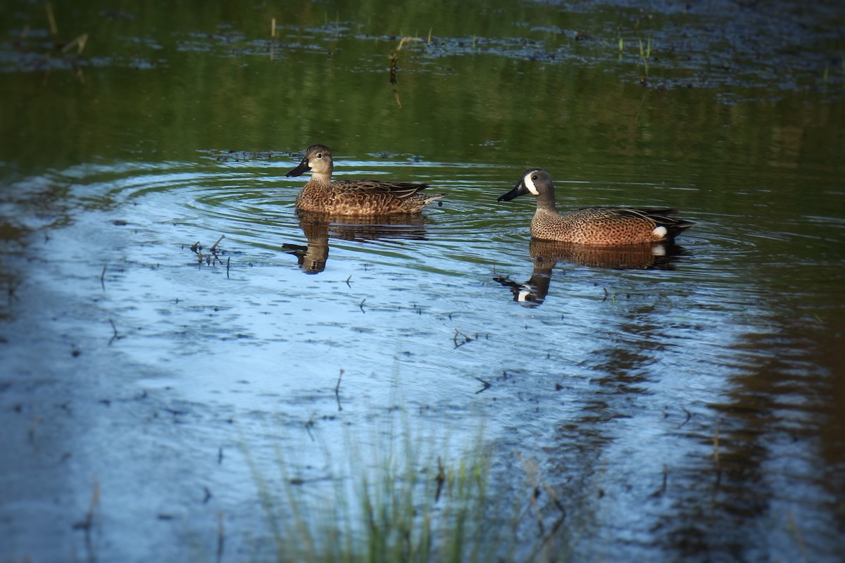 Blue-winged Teal - Samuel Keener