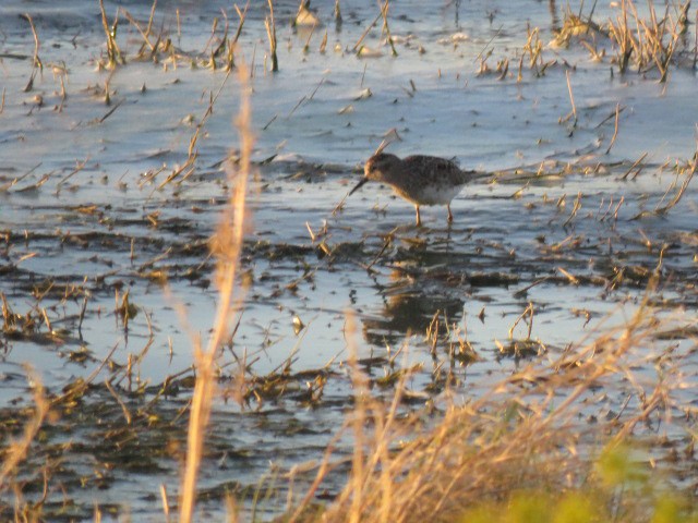 Least Sandpiper - ML617290520