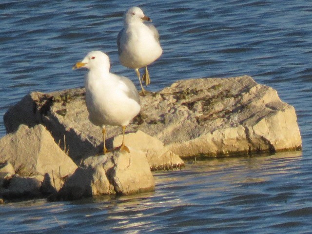 Ring-billed Gull - ML617290525