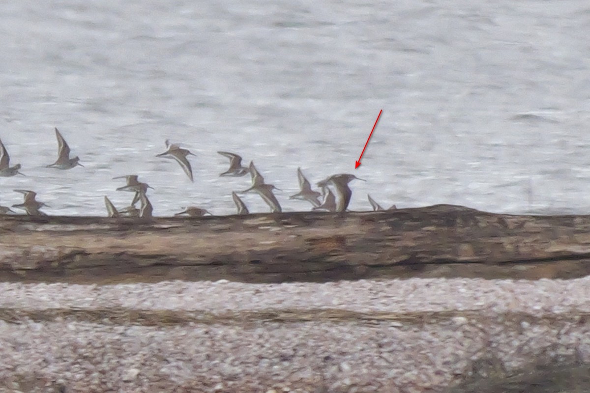 Short-billed Dowitcher - ML617290535