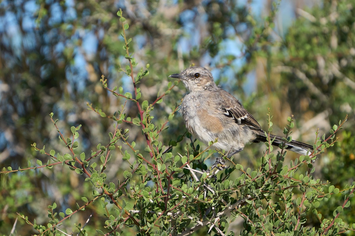 Patagonian Mockingbird - Thane Dinsdale