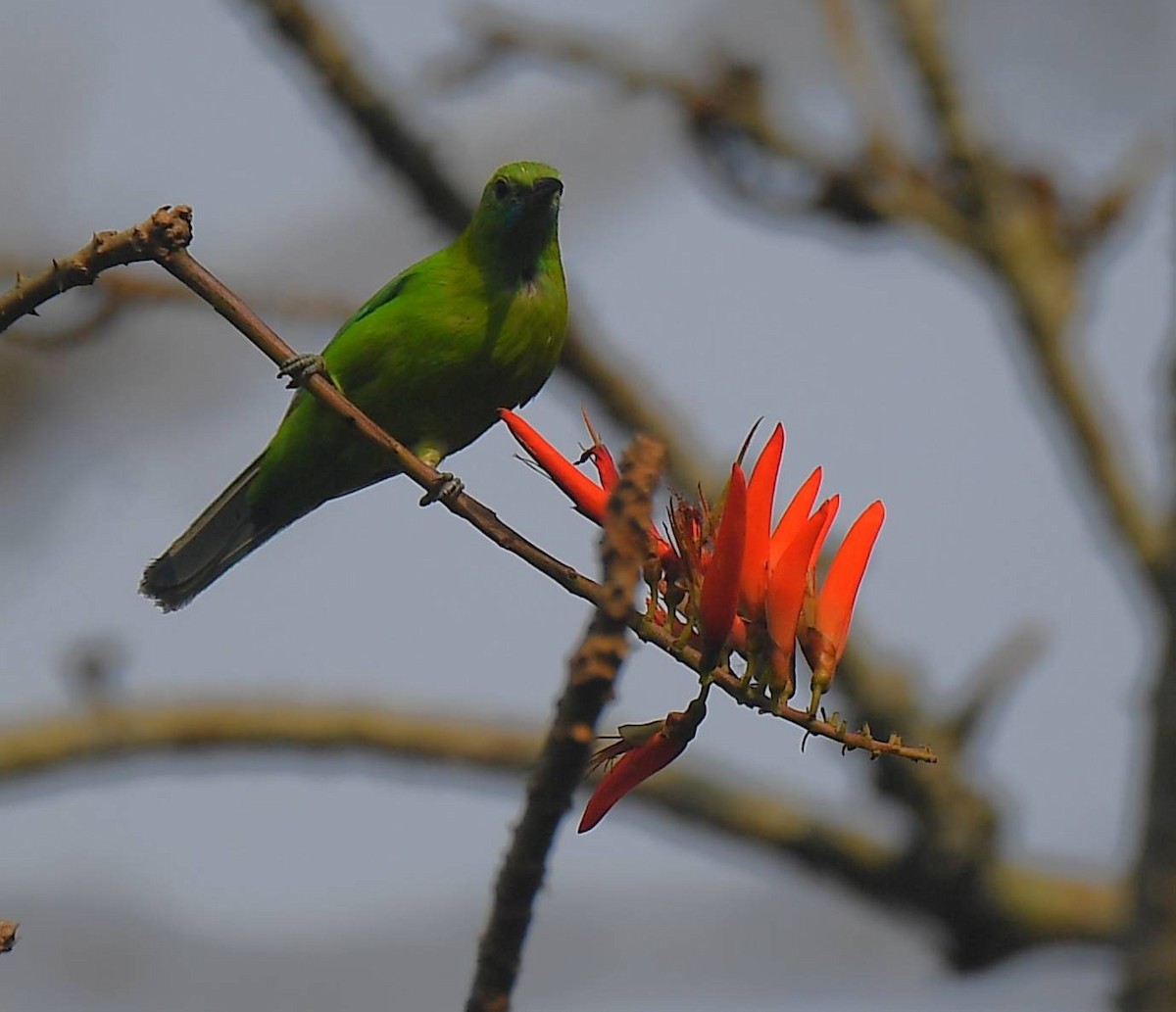 Blue-winged Leafbird - ML617290691