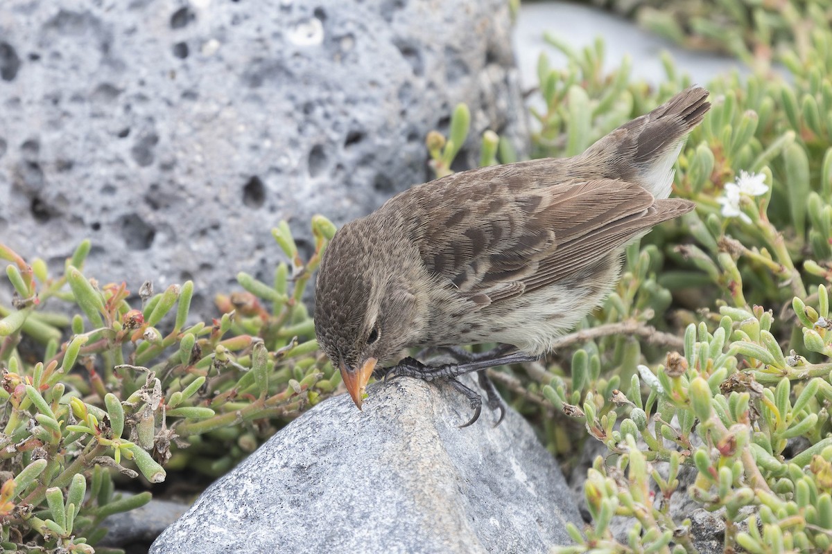 Medium Ground-Finch - ML617290709