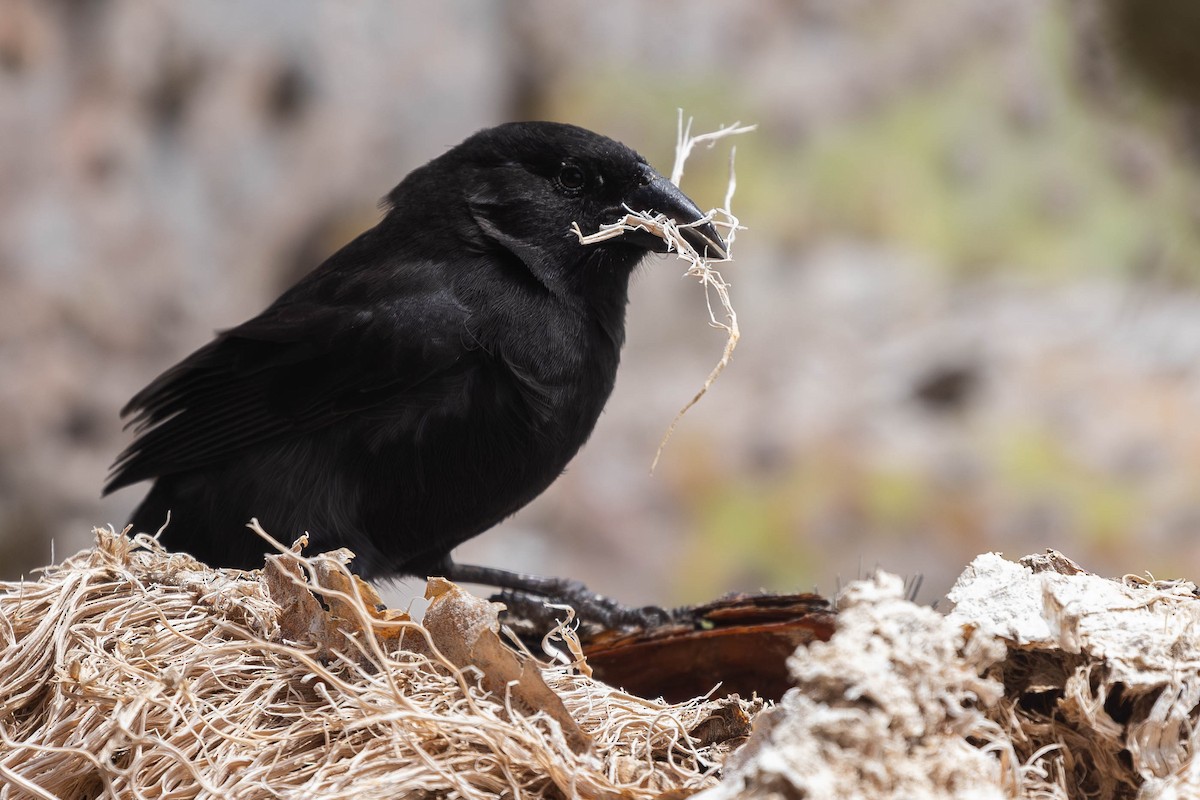 Common Cactus-Finch - ML617290722